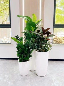 专业绿植出租，宁波奉化的清新之选，超赞！